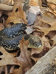 Lampropeltis nigra