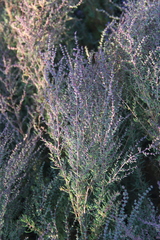 Suaeda confusa