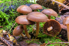 Psathyrella bipellis