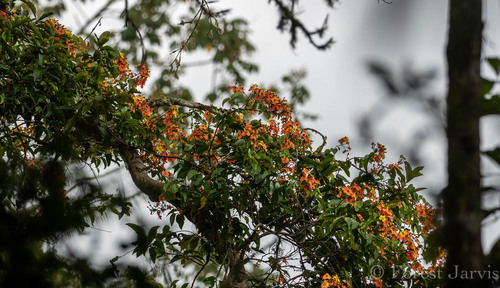 Phanera integrifolia observed 2018-06-05