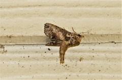 Paectes abrostoloides