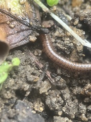 Parajulinae