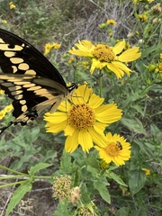 Heraclides cresphontes