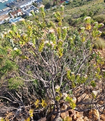 Leucospermum bolusii