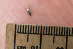 Prociphilus tessellatus