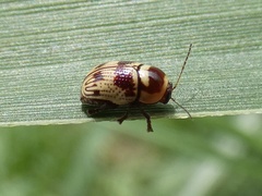 Cryptocephalus trizonatus