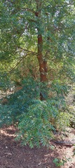 Azadirachta indica