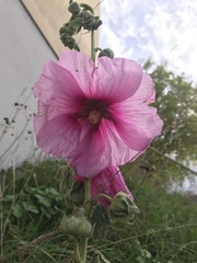 Alcea