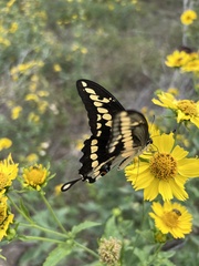 Heraclides cresphontes