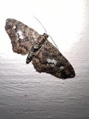 Pasiphilodes testulata