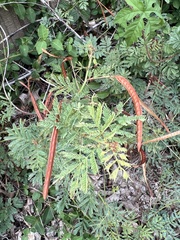 Desmanthus velutinus