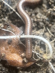 Cleidogona