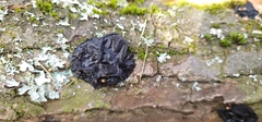 Exidia nigricans