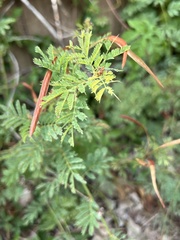 Desmanthus velutinus