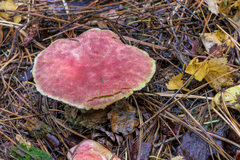 Suillus ochraceoroseus