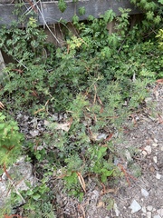 Desmanthus velutinus