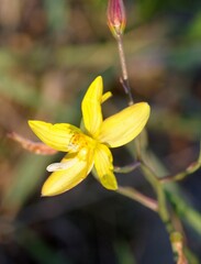 Cyanella lutea