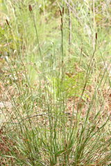 Xyris caroliniana
