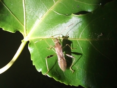 Burtinus notatipennis