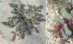 Euphorbia peplis