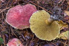 Suillus ochraceoroseus