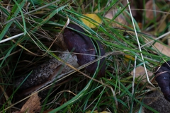 Tylopilus formosus