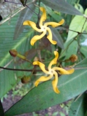 Echites tuxtlensis