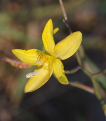 Cyanella lutea