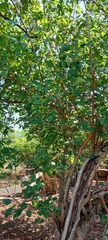 Morus nigra