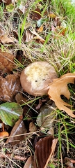 Boletus aereus
