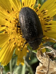 Bothrotes canaliculatus