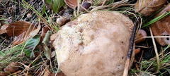 Boletus aereus