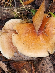 Pholiota spumosa