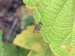 Heleomyzidae