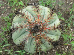 Echinocactus horizonthalonius