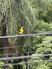 Icterus nigrogularis