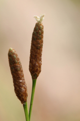 Xyris caroliniana