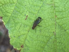 Heleomyzidae