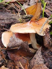 Pholiota spumosa