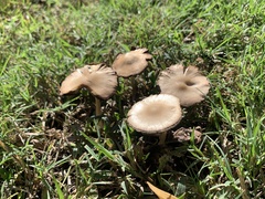 Candolleomyces candolleanus