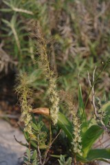 Holothrix burchellii