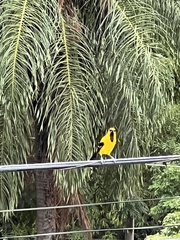 Icterus nigrogularis