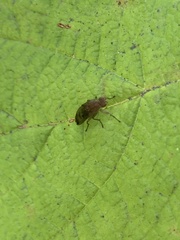 Heleomyzidae