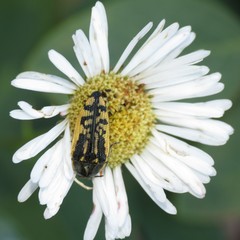 Acmaeodera amplicollis