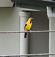 Icterus nigrogularis