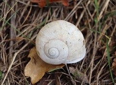 Helix pomatia