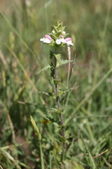 Bellardia trixago