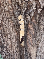 Aleurodiscus oakesii