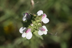Bellardia trixago