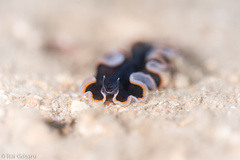 Pseudobiceros hancockanus